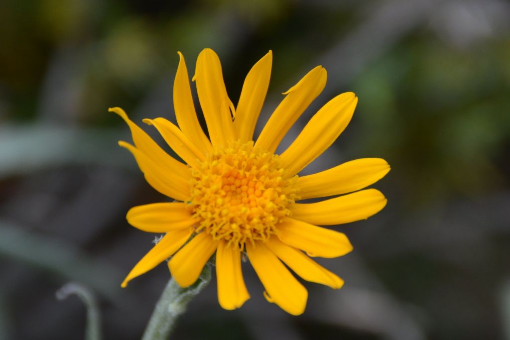 Senecio doronicum / Senecione mezzano